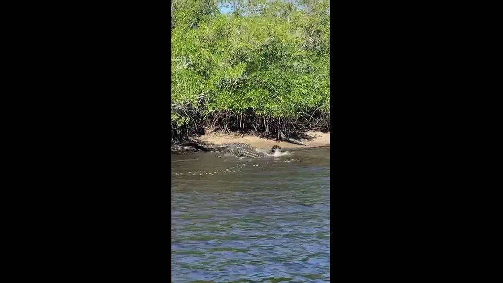Video provided to FOX 35 in Orlando by Captain Wes Bedell, of Naples Inshore & Offshore Fishing Charters, shows an intense battle between two massive alligators in the Florida Everglades as mating season gets underway.