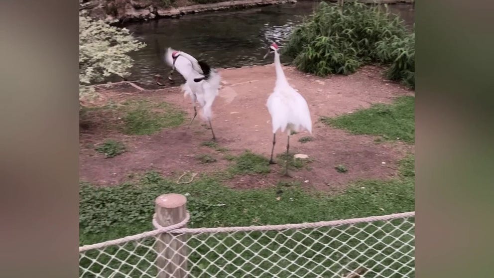 The San Antonio Zoo in Texas captured footage of their animals during the solar eclipse Monday that caused darkness to fall over the city.