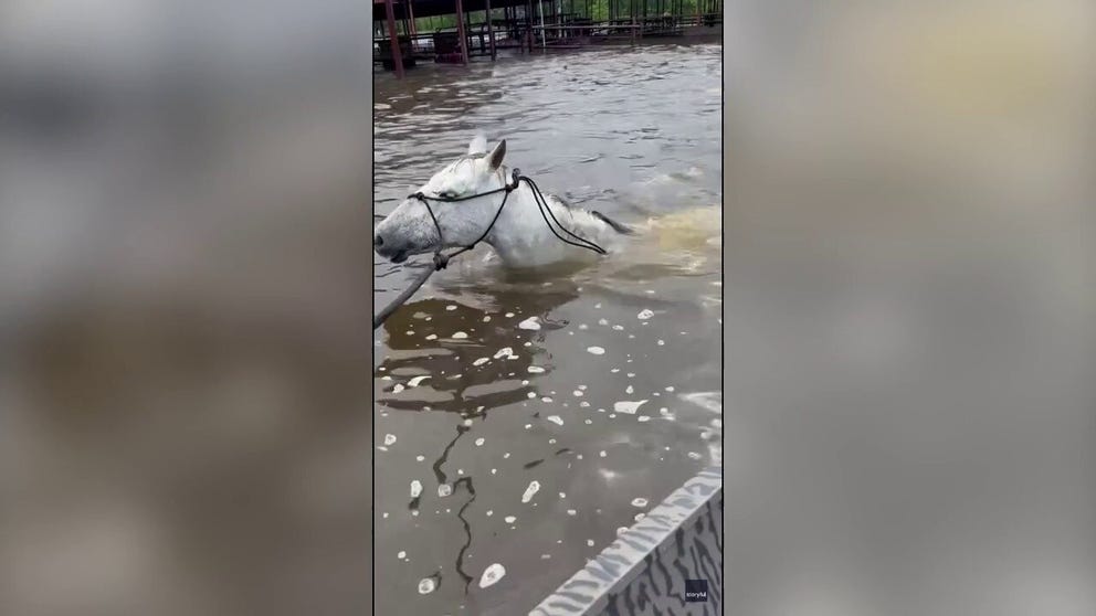 Watch: Horses rescued from flooded barn after heavy rain in South Texas ...