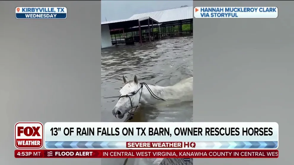 Dramatic video posted to Instagram show Jeff Muckleroy leading the horses out of the flooded barn to higher ground.