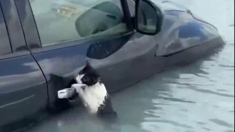 A lucky cat was rescued from floodwaters in Dubai after rains led to devastating flooding in the UAE capital city.