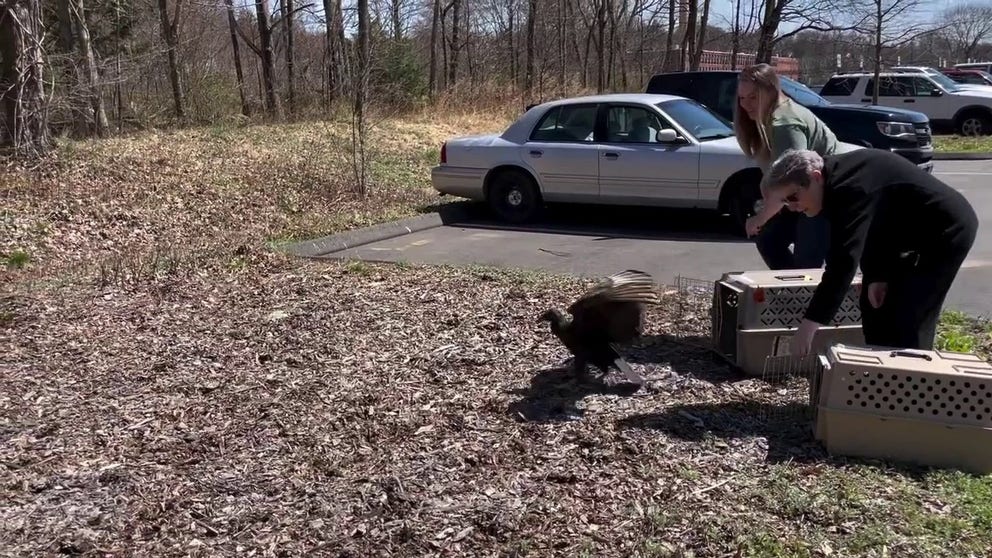 A Place Called Hope -- a wildlife refuge in Connecticut -- successfully returned two black vultures to their natural habitat after the fowl became intoxicated.