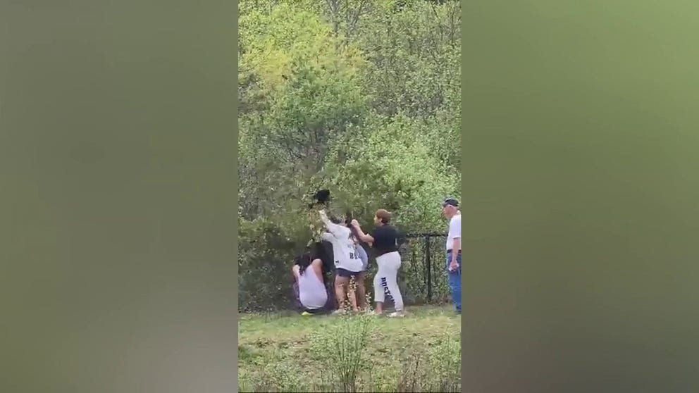 Someone caught people behaving badly from her apartment. The video shows a group of people pulling a bear cub out of a tree for a selfie.