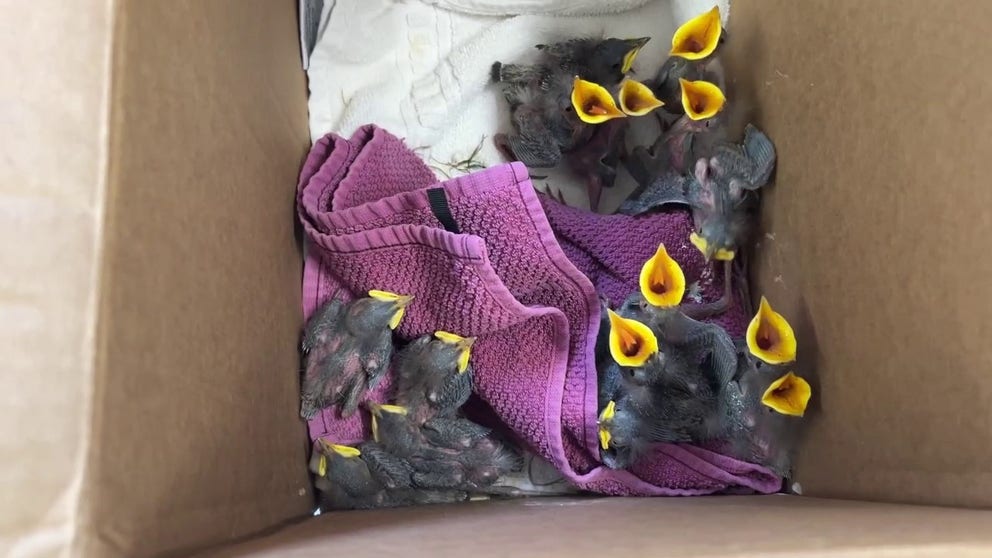 To kick off baby season, a rescuer brought in 15 baby starlings. Fire crews cut down part of a tree for wildfire abatement then realized these hungry guys were in a nest inside the tree.