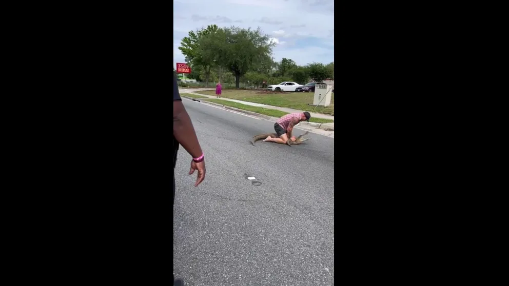 A Florida man was able to capture an alligator roaming the streets of Jacksonville, and he did it with his bare bands - while barefoot.