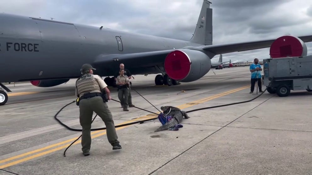 Animal control successfully wrangled a large alligator that appeared on the tarmac of MacDill Air Force Base near Tampa and relocated it to a more suitable environment off base.