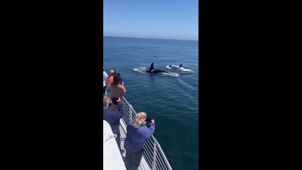 Frosty the killer whale made a rare appearance in Newport Beach, California recently. The whale-watching boat says they have not seen it since 2023. Frosty has a genetic disorder that makes it appear lighter than other orcas.