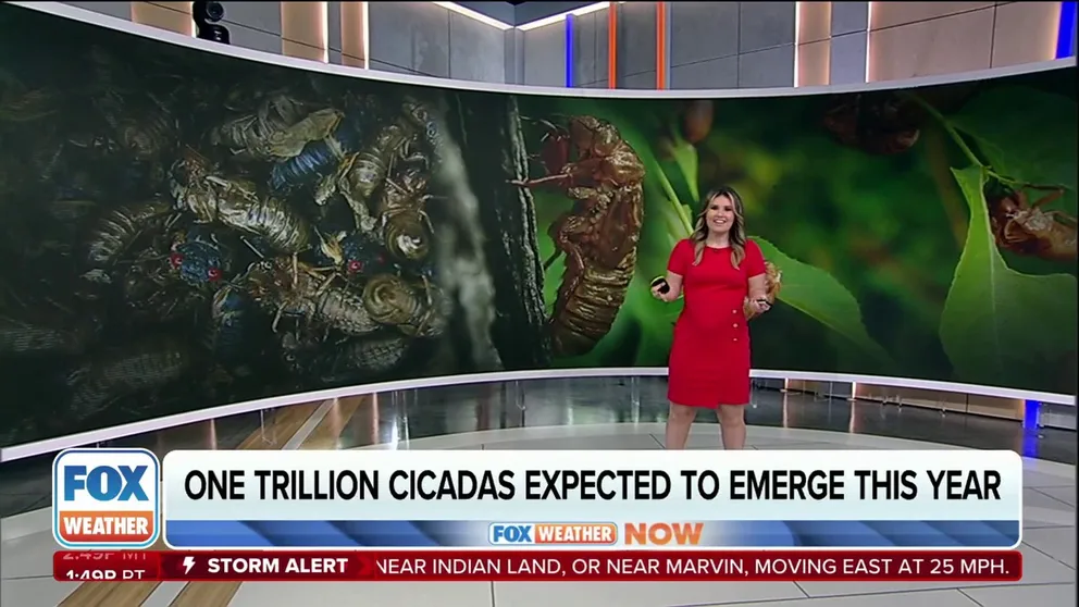 One trillion cicadas are expected to emerge with warm weather across the U.S. this year. One Carolina man is getting creative with ways to get rid of the cicadas. He threw a dinner party for his friends featuring the insect in every course.