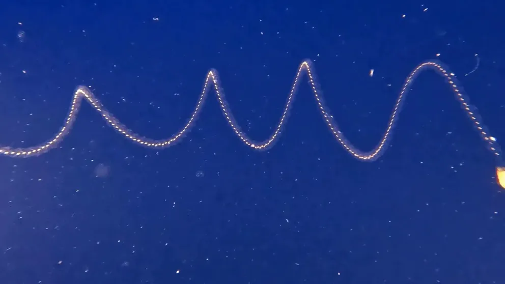 The video shows colonies of salps swimming in the Pacific Ocean off the coast of Kailua-Kona, Hawaii. Salps use coordinated jet propulsion to swim. Video Courtesy: Kelly Sutherland/University of Oregon