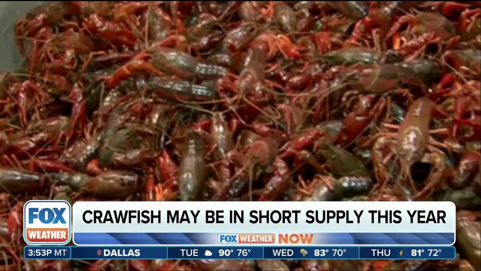 Louisiana experts fear that up to 90% of farm raised crawfish won't make it after last year's drought and this year's late rains. The average price for a pound has already tripled.