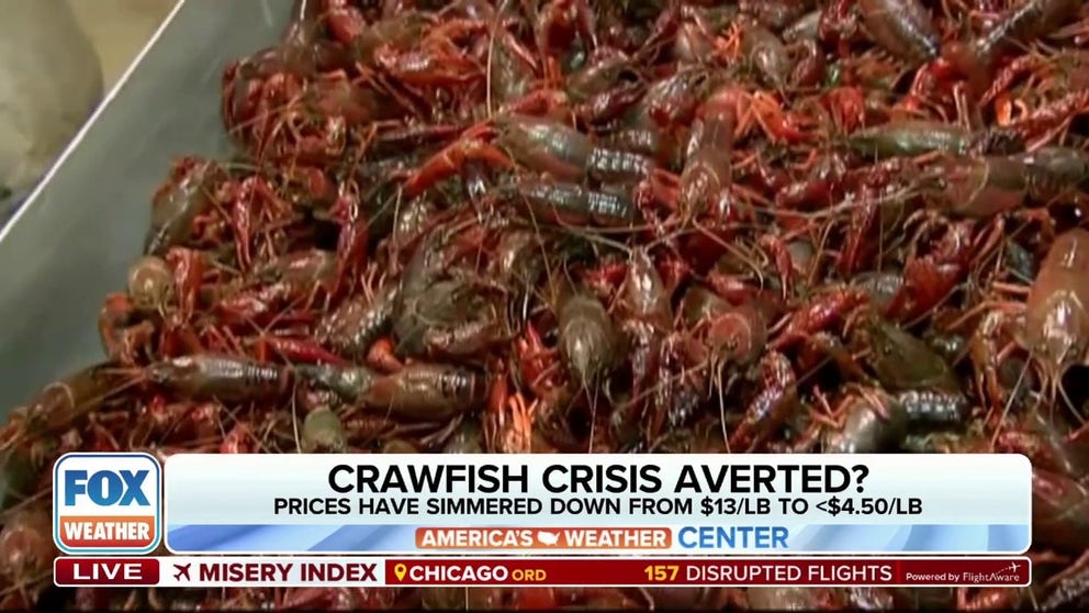 Whether referred to as crayfish, crawdads or crawfish, these little lobster lookalikes are currently in the spotlight. In January, the cost for these delectable crustaceans surged to $13 per pound for boiled crawfish. However, it has now decreased to less than $1.50 this week. This drop is attributed to the recent rain in Louisiana, which has alleviated a prolonged period of drought. Nonetheless, is the supply meeting the demand? Laney King, the co-founder of the Crawfish App, joins FOX Weather to provide insights.