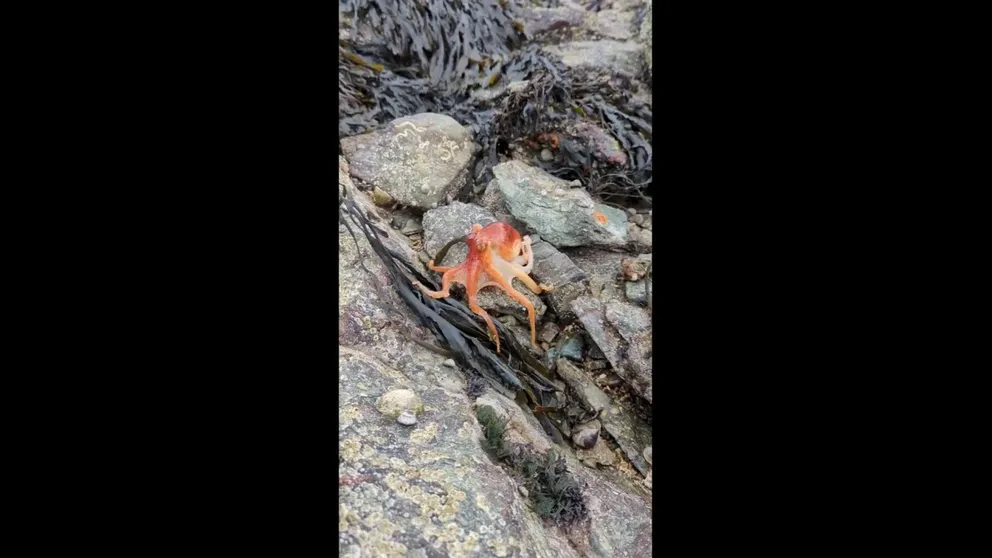Check out this octopus in Wales. It changes from white as it crawls out of the safety of a rock to orange as it scrambles out to sea.