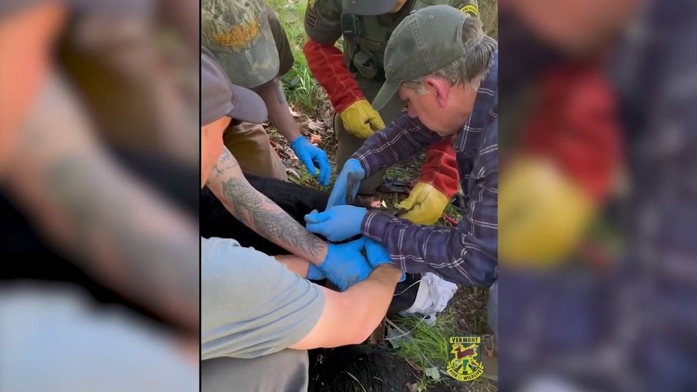 A bear in Vermont was freed from a tight squeeze thanks to a concerned local and a group of experts, footage from June 1, 2024, shows.