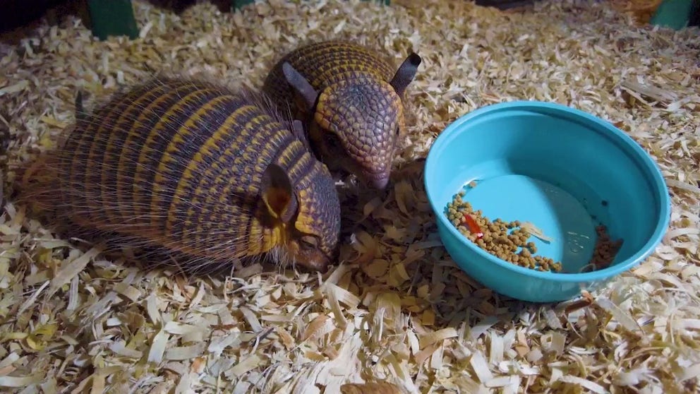 The Audubon Zoo in New Orleans welcomed twin screaming hairy armadillos. These are the first of their species to be born in North America since 2018.