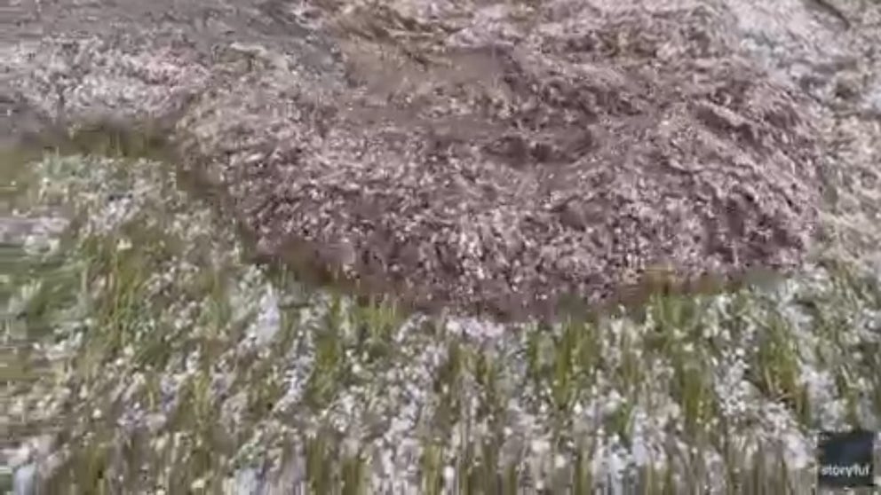 A wild hailstorm left a surreal scene in Nebraska where clumps of accumulating hail oozed across a Scottsbluff yard as if it were being covered by a frozen lava. (Video courtesy: Chad Casey via Storyful)