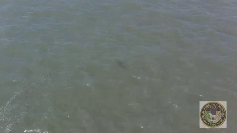 Multiple sharks were spotted swimming off the coast of Rockaway Beach on Thursday. (Courtesy: @NYPDDaughtry / X)