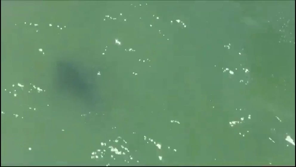 New York Police Department drone video shows a shark swimming off Rockaway Beach near Beach 127 on July 14, 2024.