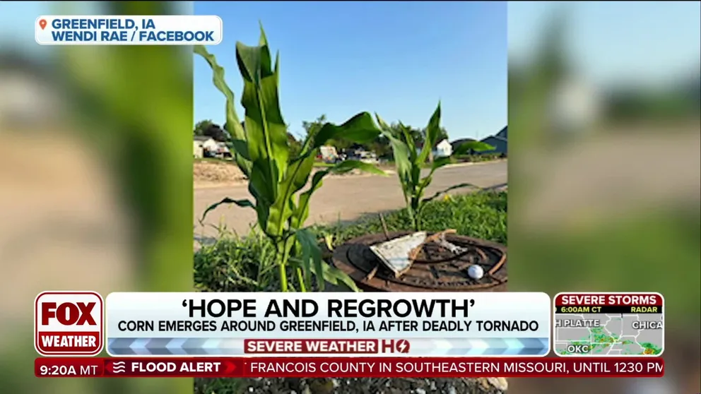 Wendi Lane, a resident of Greenfield, shared with FOX Weather when she first noticed the corn popping up.