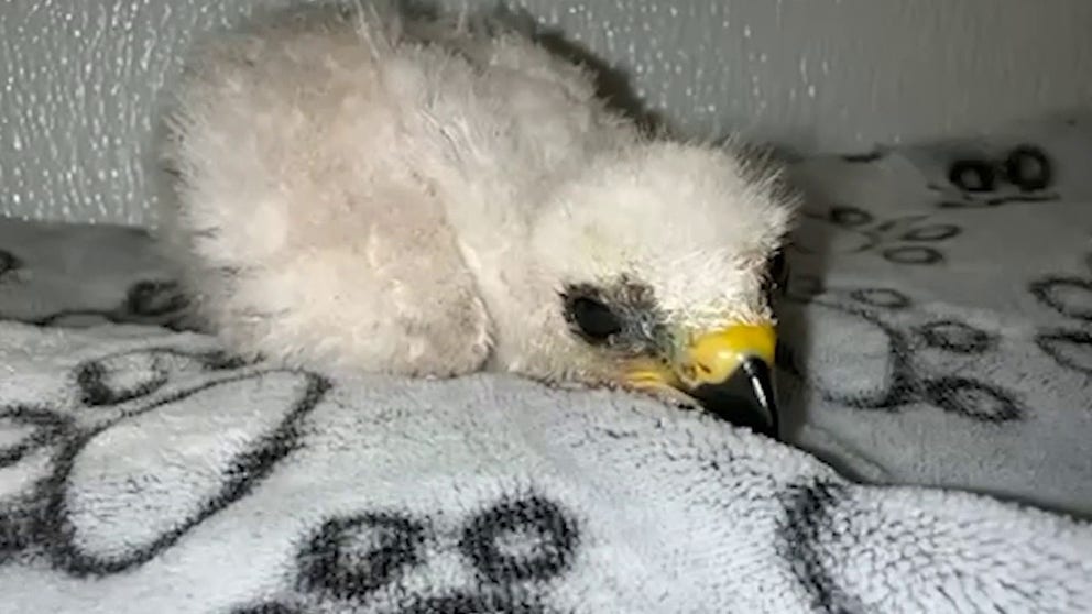 An Amarillo family discovered a baby Mississippi kite and wrapped him in a warm tortilla to protect him before contacting the Wild West Wildlife Rehabilitation Center.