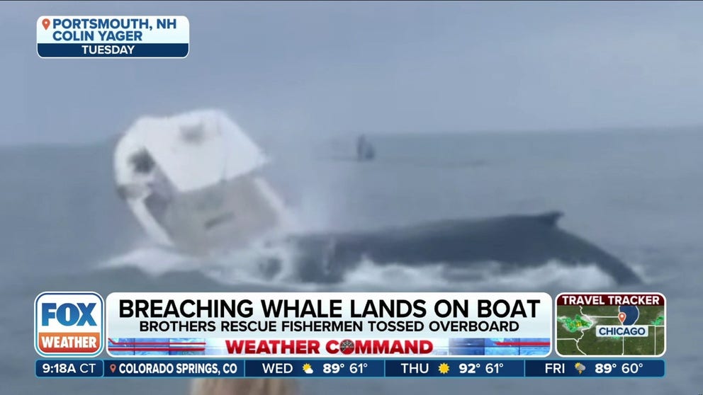 Wyatt Yager tells FOX Weather it was an unbelievable scene when a whale jumped out of the waters off New Hampshire and smashed into a nearby fishing boat, flipping two brothers into the Atlantic. 