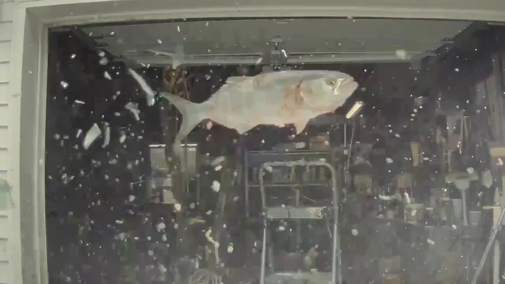 The car's dashcam shows a large fish fall from the sky in New Jersey, bounce off the windshield and fly into their garage. (Video courtesy: Jeffrey Levine via Storyful)