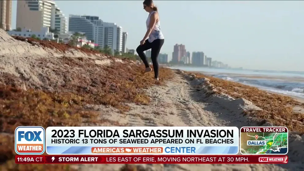 We’re well into the summer season and people continue to flock to beaches to catch some rays and take a dip in the ocean. One thing people aren’t missing, however, is the smelly sargassum seaweed that has littered beaches across the U.S., including Florida, which saw a record-breaking invasion of the sargassum last year. FOX Weather Correspondent Brandy Campbell was in Fort Lauderdale on Wednesday and spoke to some beachgoers about their concerns.