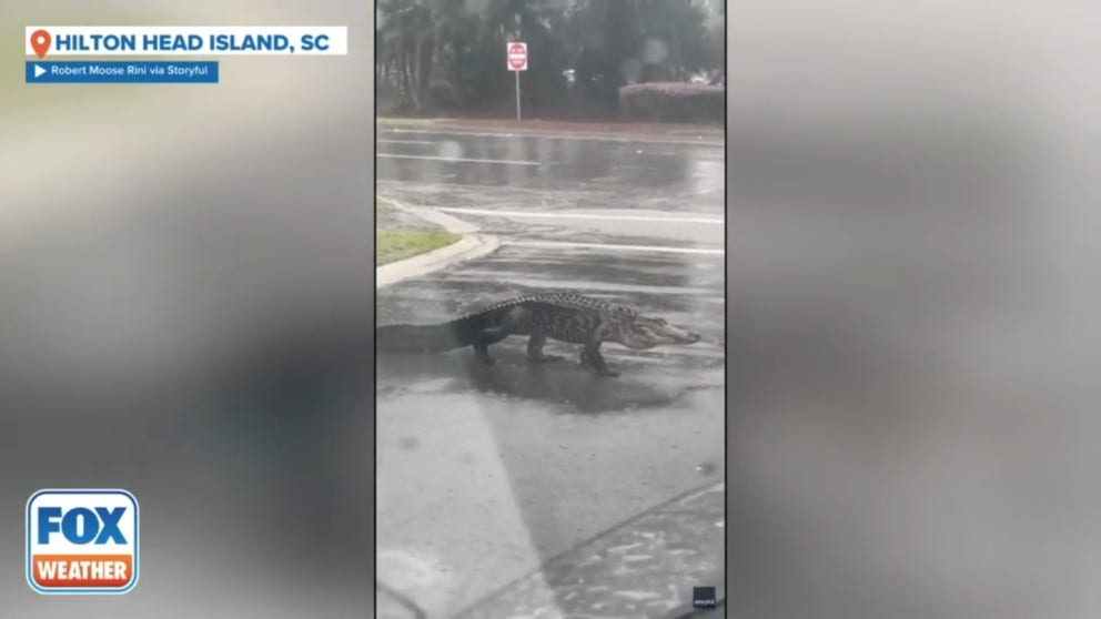 A large alligator was seen crossing a road in Hilton Head Island, South Carolina as Tropical Storm Debby drenched the region on Monday, footage shows.