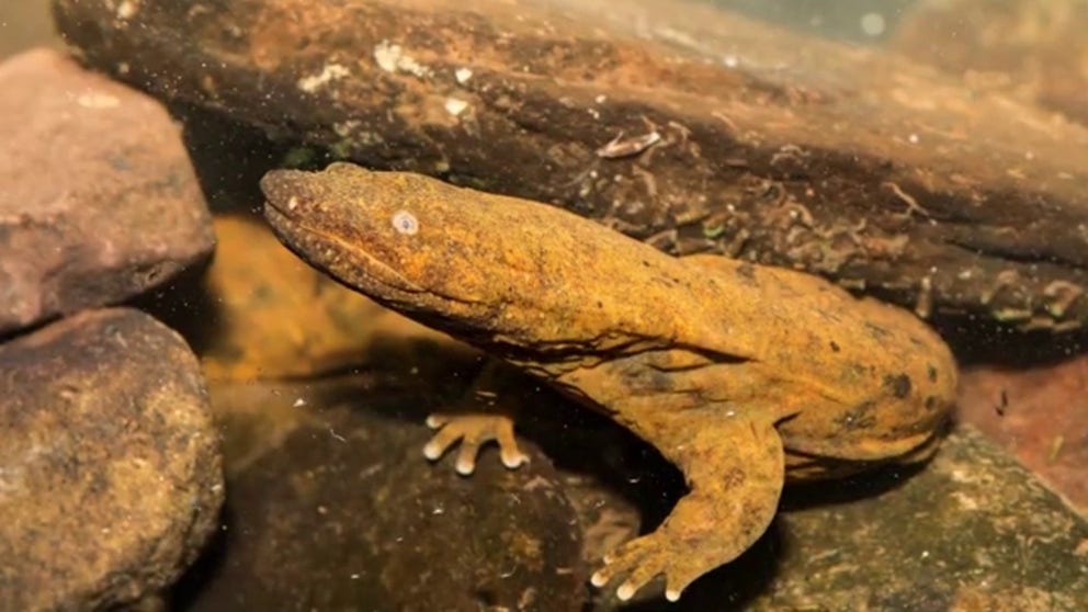  The eastern hellbender is a large, aquatic salamander that is found in the eastern United States. The species is not harmful to humans, but its population has been in decline since the 1970s.