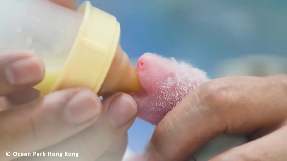 The first giant panda twins to be born in Hong Kong, the newborn cubs include one male and one female weighing about 4 ounces each. (Courtesy: Ocean Park Hong Kong)