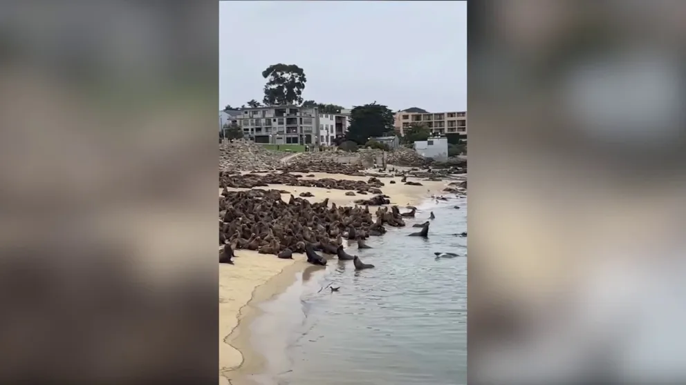 Video shot on Friday shows hundreds of sea lions gathered on San Carlos Beach in Monterey, California. (Courtesy: City of Monterey / TMX)