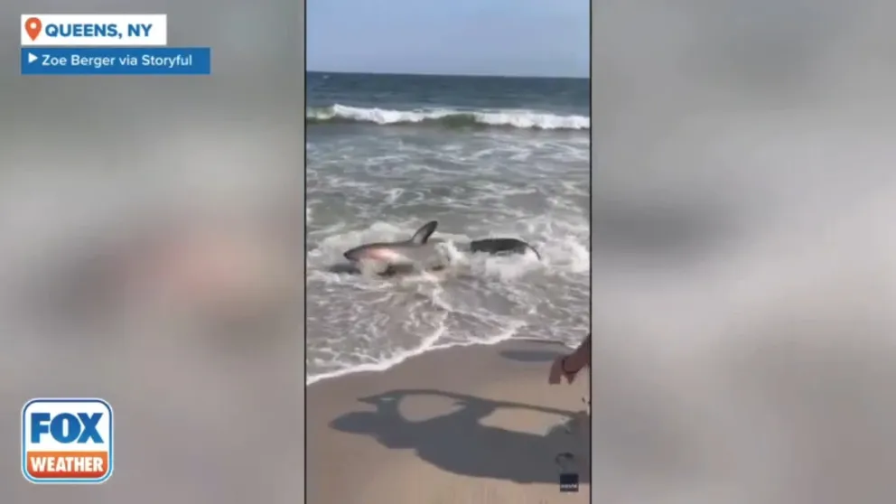 A large shark washed ashore at a New York City beach on Monday. Footage captured by Zoe Berger shows the thresher shark stranded on the sand at Rockaway Beach in Queens.