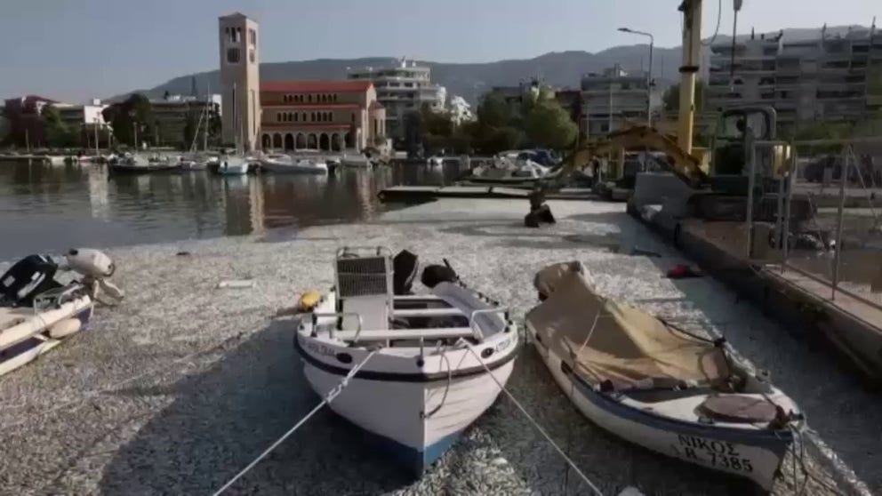 Video shows officials beginning clean-up efforts this week to clear out hundreds of thousands of dead fish in a popular tourist port in the Greek city of Volos. (Courtesy: Reuters)