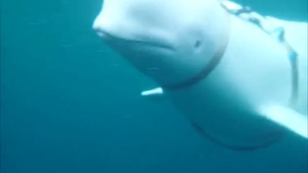 Video by Norway’s Directorate of Fisheries shows the Beluga whale later named Hvaldimir discovered in April 2019 wearing a Russian harness.