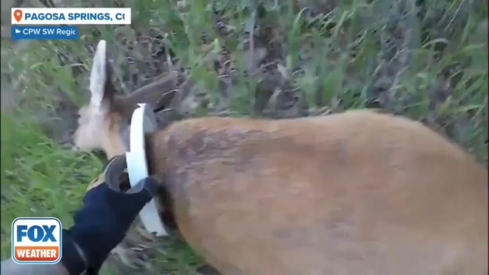 A Colorado mule deer was rescued after weeks of suffering with a bucket lid stuck around its neck. Wildlife officials successfully freed the animal and reunited it with its young.