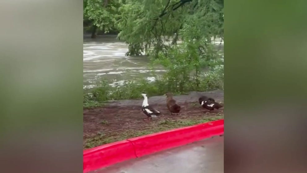 Footage shot on Tuesday shows floodwater outside of San Antonio Zoo on Tuesday. Sept. 3, 2024. (Courtesy: @MananaZoo / X)