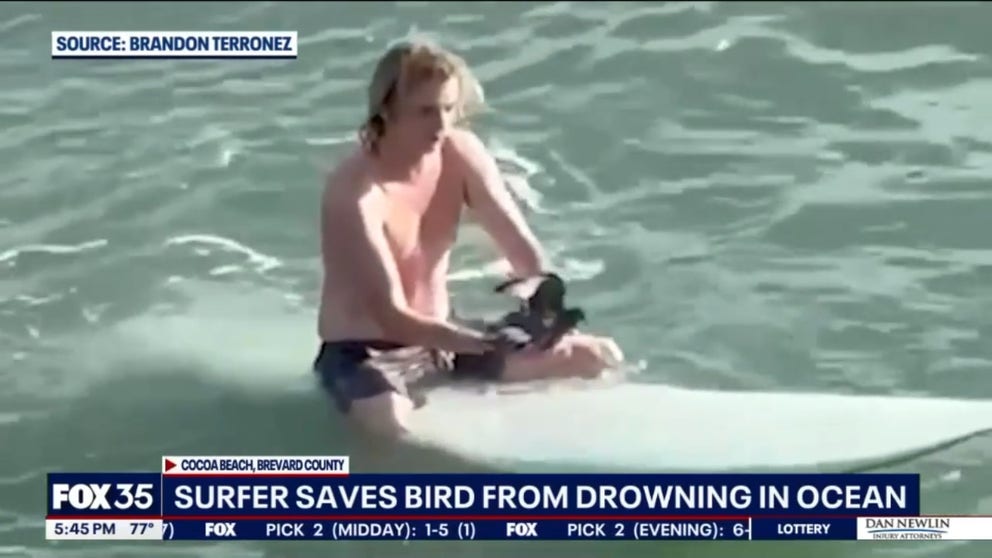 A surfer in Cocoa Beach was caught on camera in an act of kindness for a struggling bird.