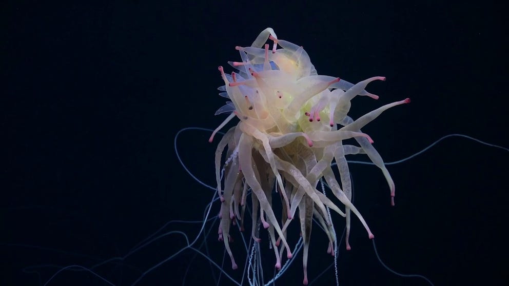 Underwater footage shot off the coast of Chile reveals a thriving deep-sea ecosystem with a diversity of marine animals, along with a newly discovered undersea mountain.