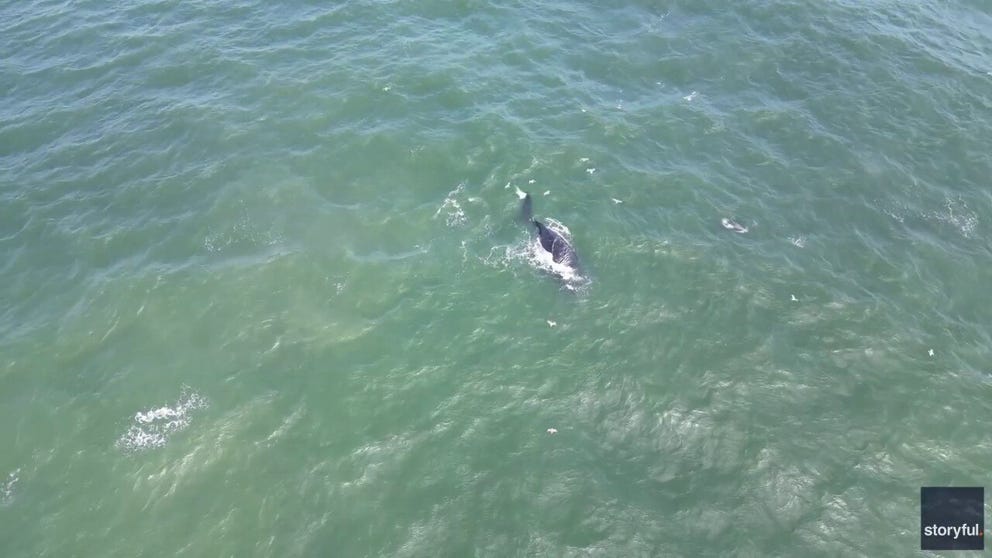 Drone footage shot on Saturday shows the critically endangered North Atlantic right whale swimming near Dewey Beach, Delaware. (Courtesy: Edward Russo via Storyful)