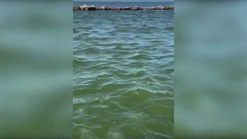 Dozens of moon jellyfish have been washed ashore in the Gulf of Mexico. The jellyfish are common, and are often moved around by tides.