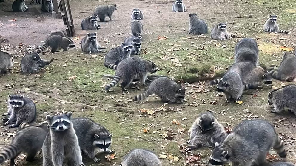 A Washington woman's backyard turned into a raccoon rodeo earlier this month when she was overwhelmed by nearly 100 of the furry fiends.