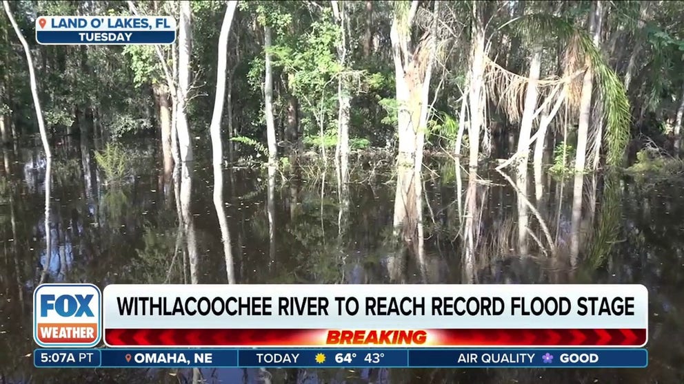 People in Land O' Lakes, Florida have reported fish and alligators swimming in the flooded streets of western Florida. Residents are being impaced by flooded rivers that are slow to go down after Hurricane Milton.