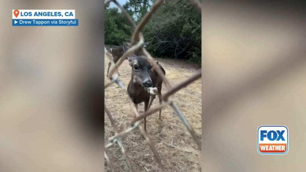 A deer was spotted with a large bone lodged in its mouth at the Lake Hollywood Reservoir in Los Angeles, California, in mid-October.