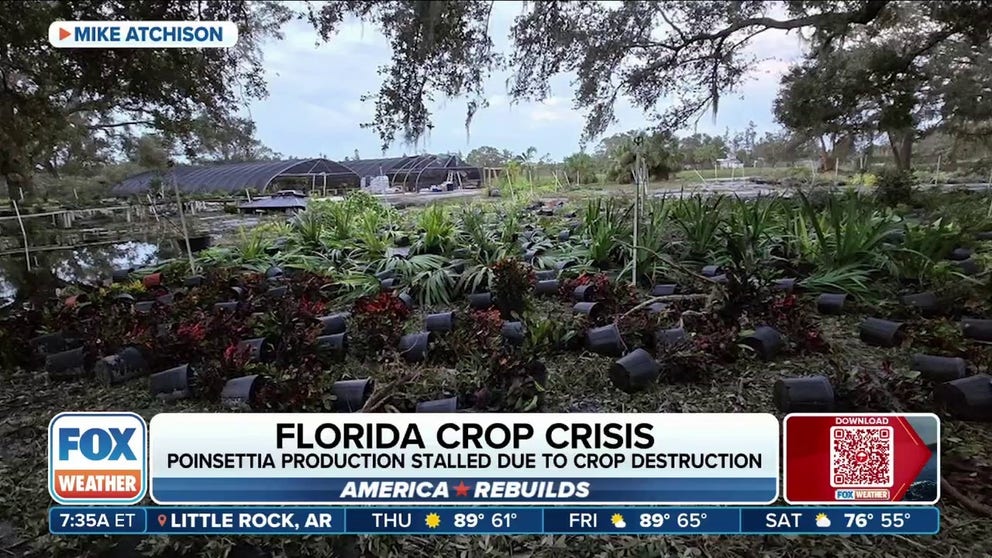 Talmadge Coley, CEO of the Florida Grower and Landscape Association, joins FOX Weather to talk about what agricultural consumers will see this year after Florida experienced three cyclone landfalls this season. Coley said Hurricane Milton left a large swath of damage across Florida impacting a wide range of crops, including popular holiday plants like Poinsettias