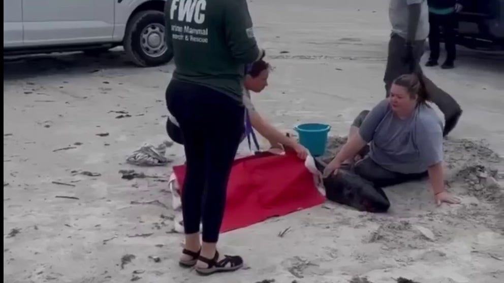 St. Johns County Beach Services announced that a necropsy of an emaciated dwarf sperm whale calf found along the coast of Northeast Florida determined that a plastic bag was in its main stomach.