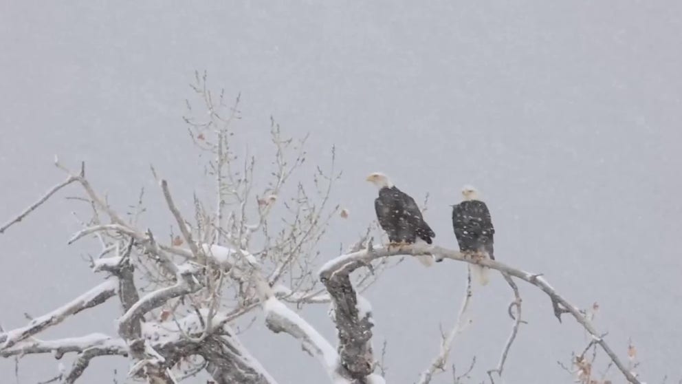 Footage shot in northern Colorado Thursday capture striking images of bald eagles flying through gently falling snow. 