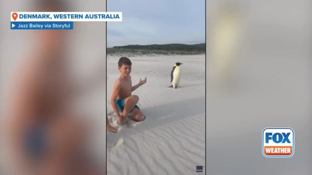 An Australian family had an unusual encounter at the beach recently, when they came across an emperor penguin that was a very long way from its home in Antarctica.