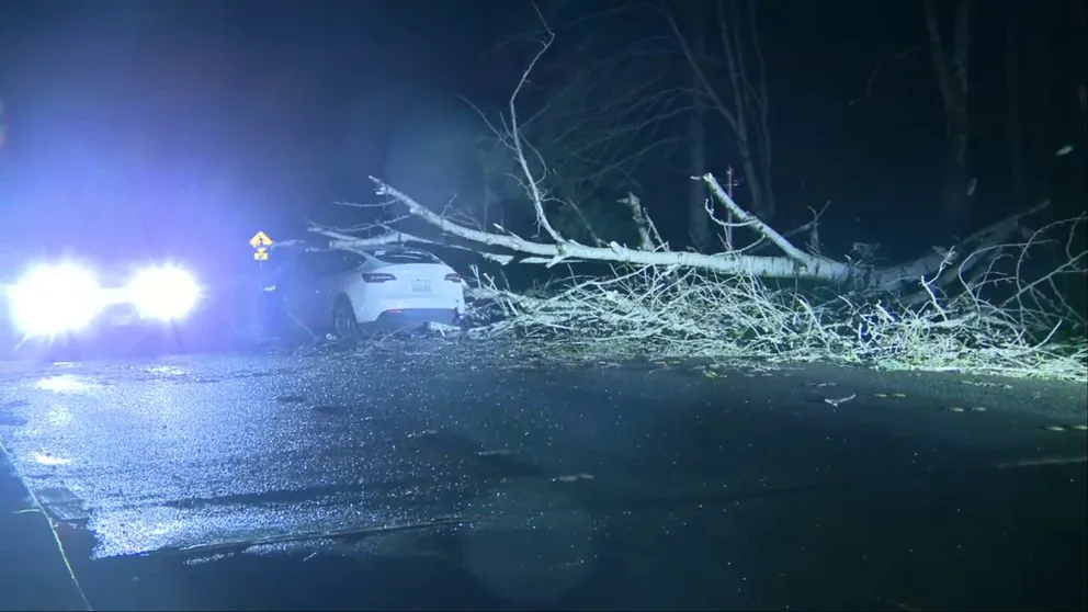 High winds from a bomb cyclone brought down trees across Western Washington Tuesday night, like this tree that smashed a car in Mukilteo. Washington's Department of Transportation reported numerous downed trees blocking roads (KCPQ).