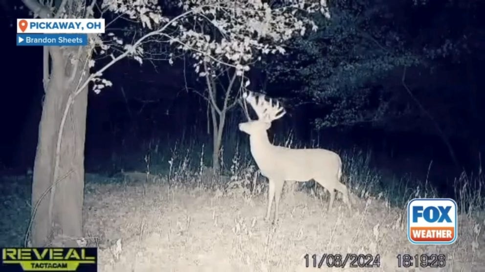 Brandon Sheets, a seasoned bowhunter from Pickaway County, Ohio, said the legendary whitetail buck's rack scored nearly 215 inches. He claimed the massive 20-point buck earlier this month in a heart-pounding encounter years in the making.