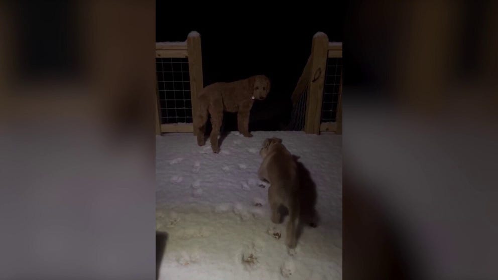 Two dogs peer out from a porch to see snow that had fallen by early Tuesday morning in North Carolina. Dec. 3, 2024.