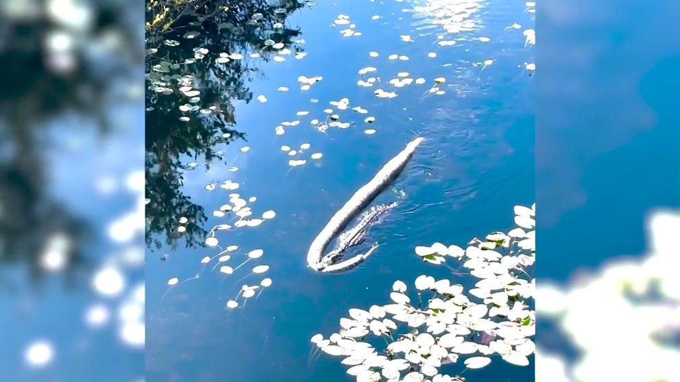 Video shot in Everglades National Park shows an alligator dragging perhaps the largest Burmese python seen in the area. (Courtesy: Kelly Alvarez via Storyful)